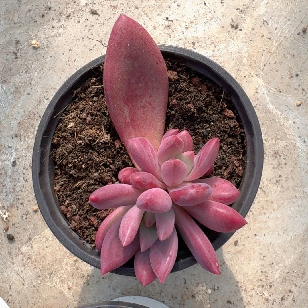 知音 叶插  一物一拍