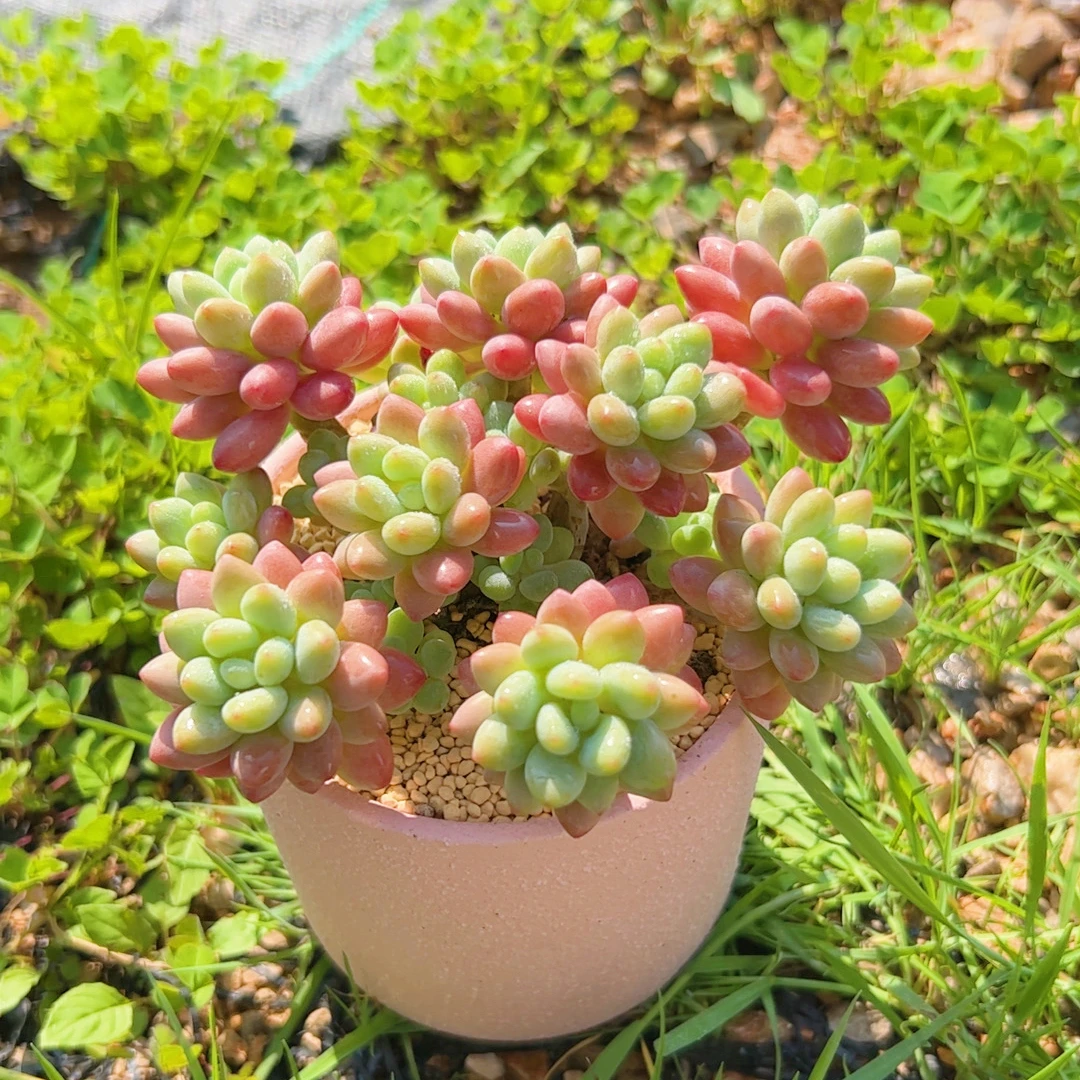 慢悠花房 粉柚凝脂鱼子酱 办公室阳台园艺盆栽花卉庭院多肉植物