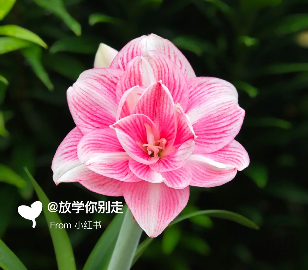 朱顶红种球【阿戴尔 5-5.5厘米左右 1粒】无根叶裸球