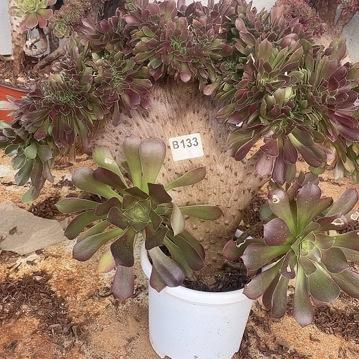 B133柠檬缀化48-1脱土包邮