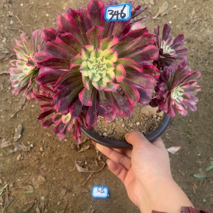 红铜超白有断枝瑕疵346