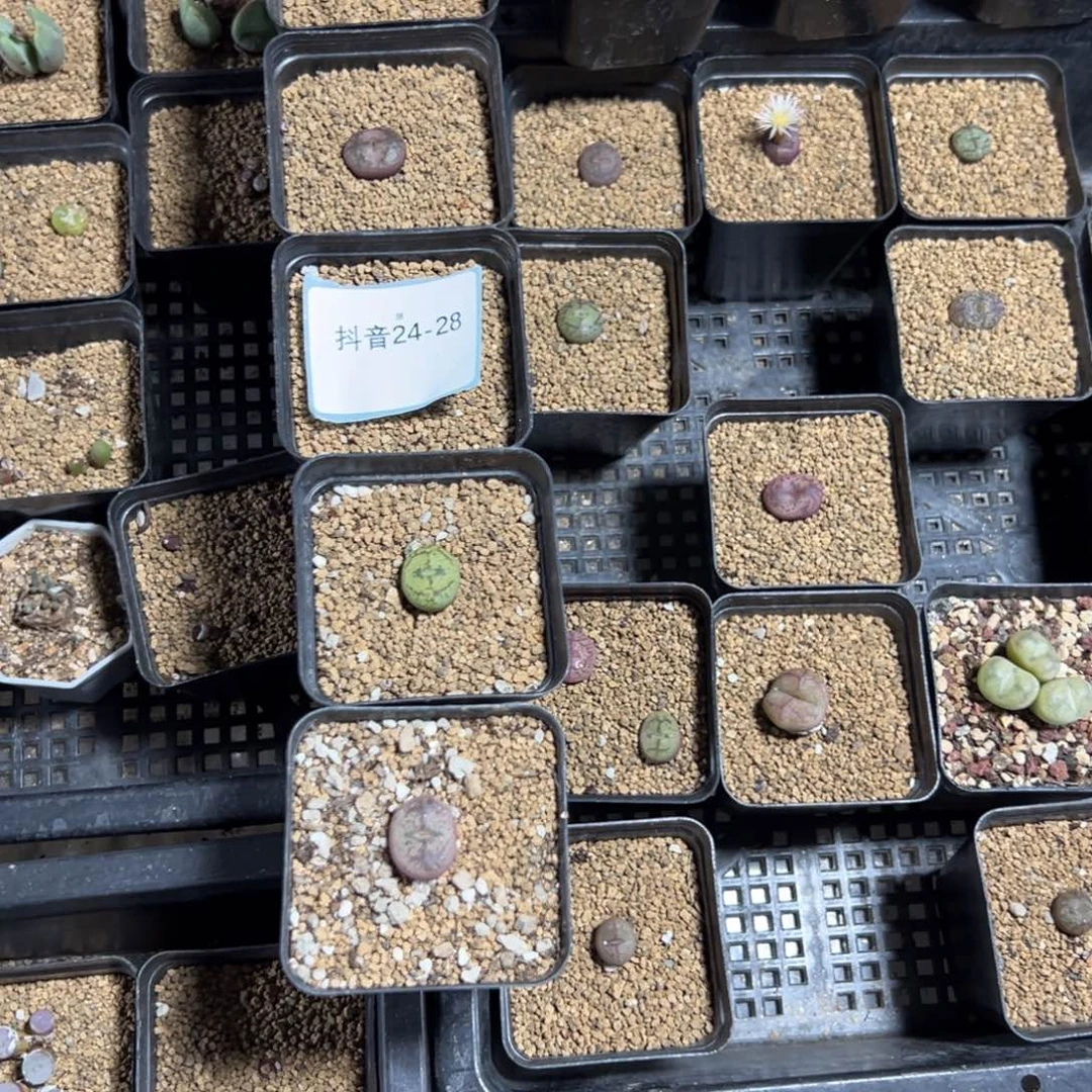 24-28量拍母本毛杂一颗