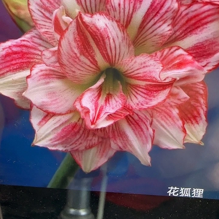 花狐狸3.5cm，裸球发货