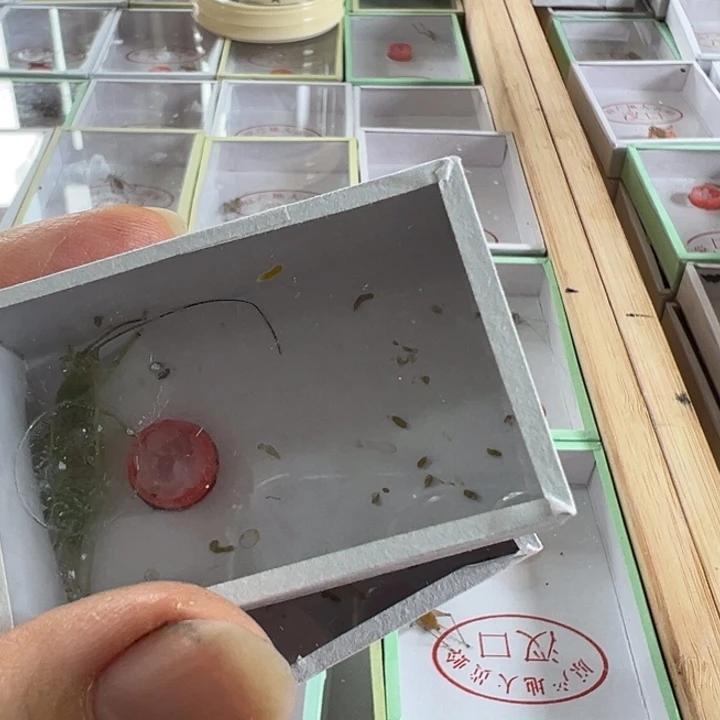 五***陈两只没须橙杆好可爱