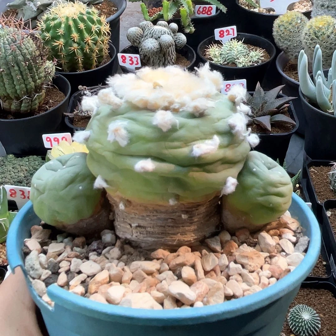 实生三头长毛云海翠仙人球