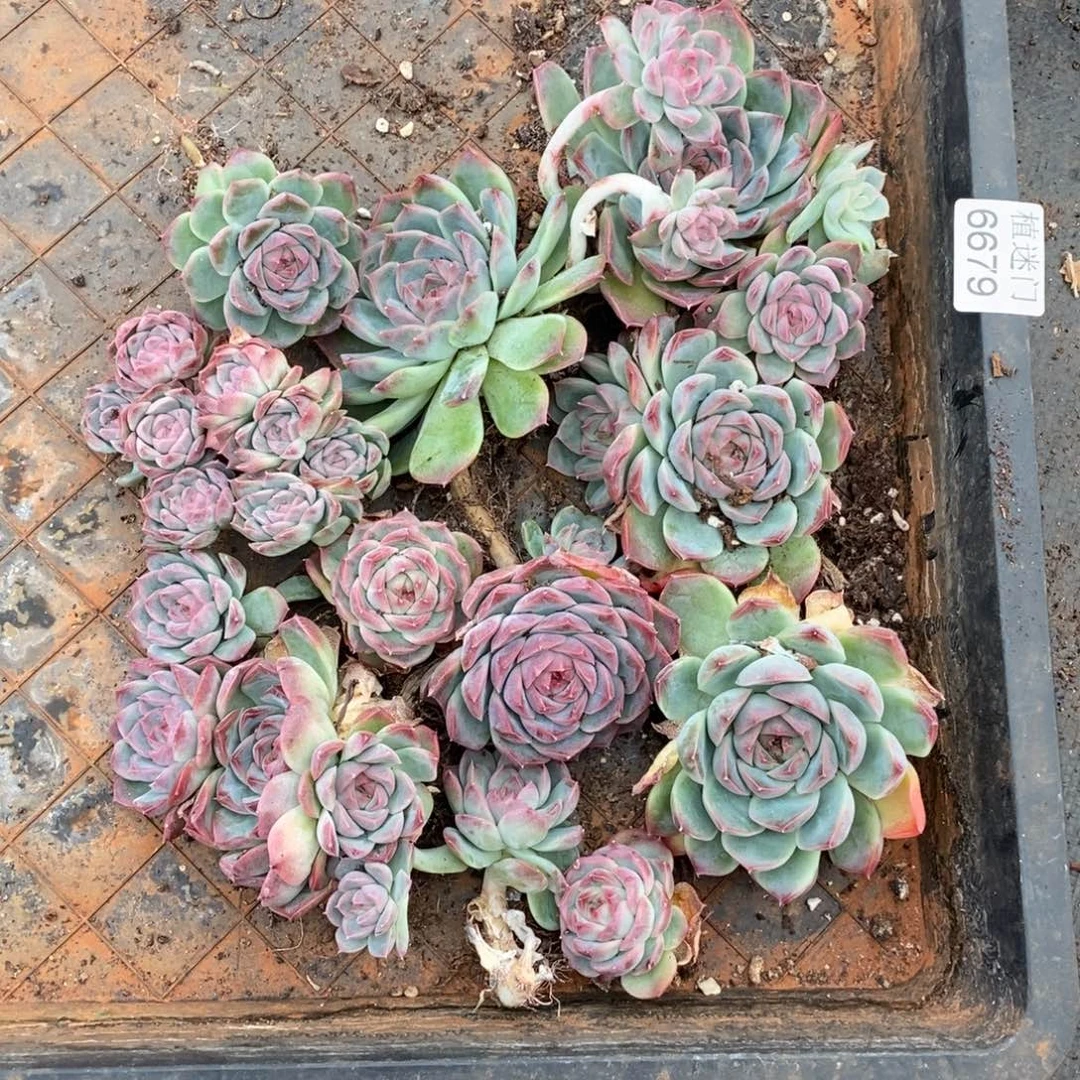 *****瑕疵框不售后~6679