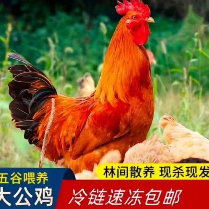 三只草原红大公鸡带一斤鸡胗共10斤以上（顺丰冷链）