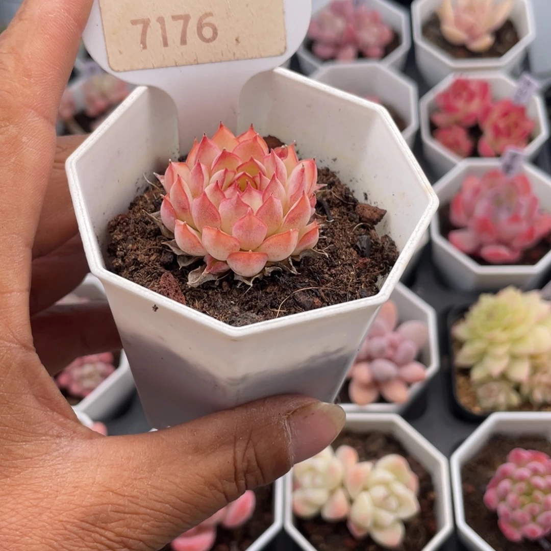 梦幻玫瑰7176-3.0厘米