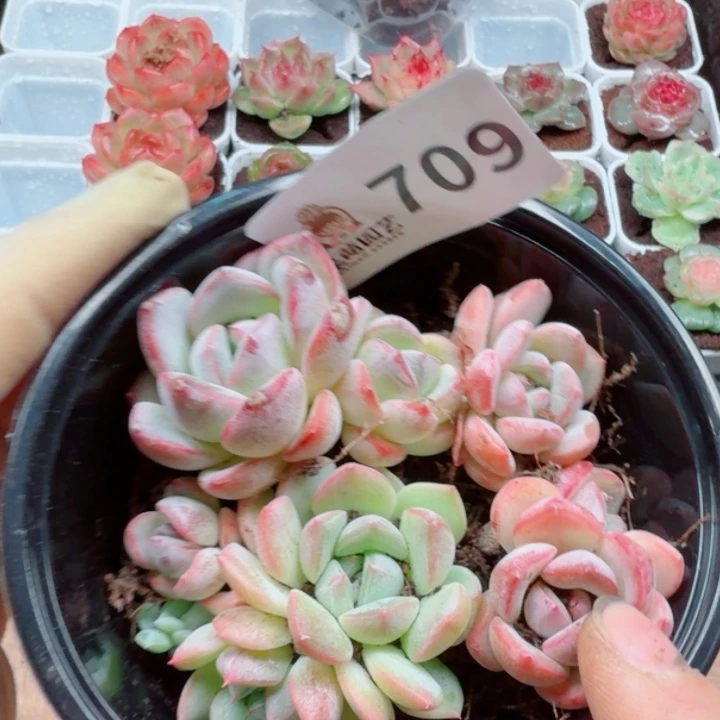 多肉植物多肉植物