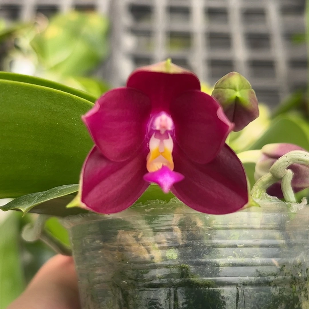 完全开放红牵牛 开花株 144号