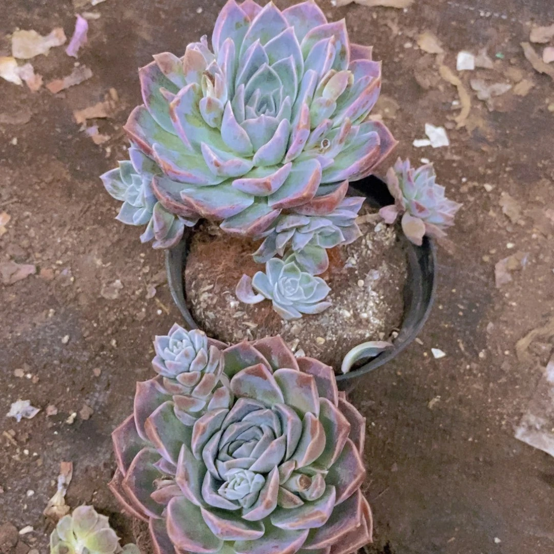 原始哈利沃森大单头两盆