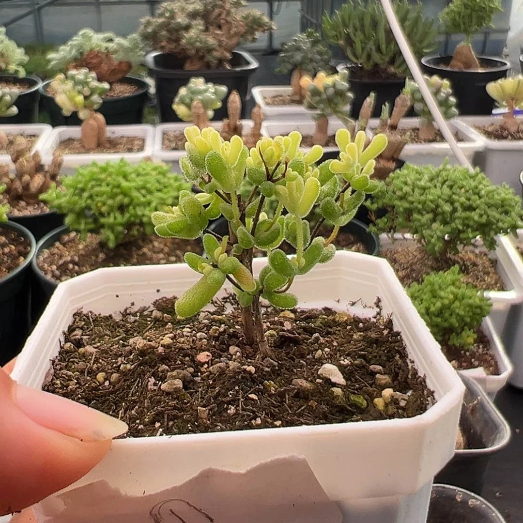 1号月曲10.8多肉