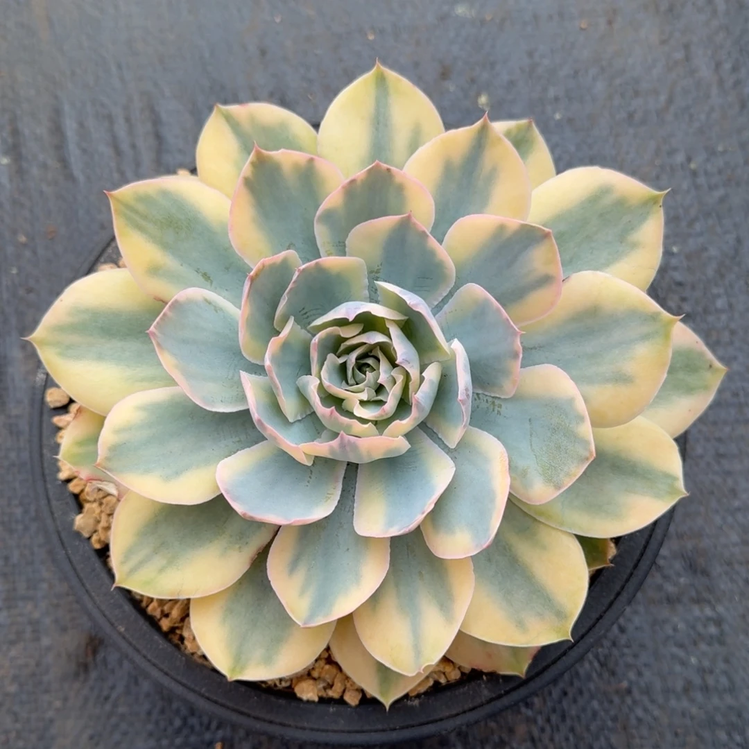 pink 锦锦上园艺一物一拍