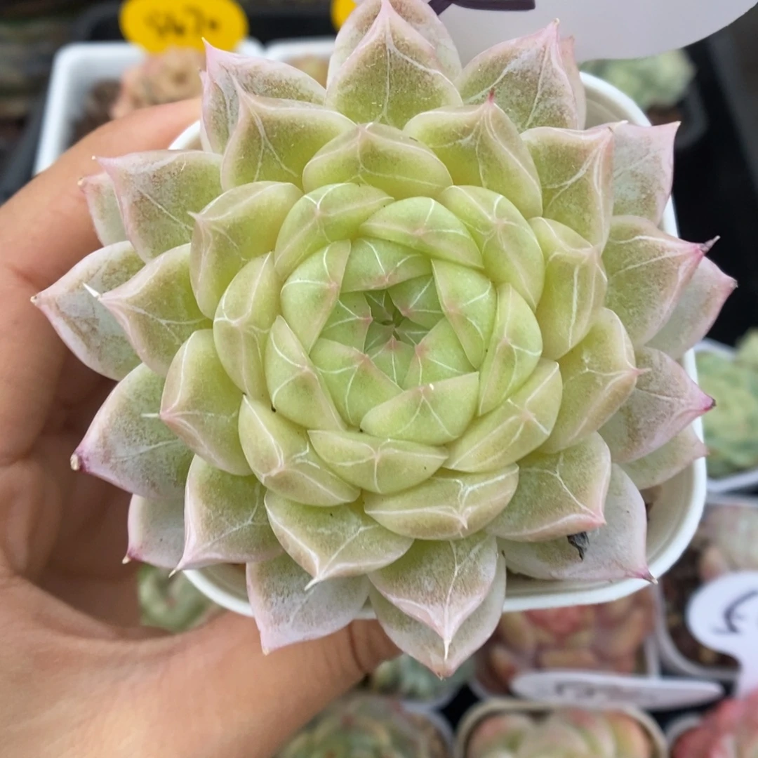 叠叶暗纹麦秆可拍595号