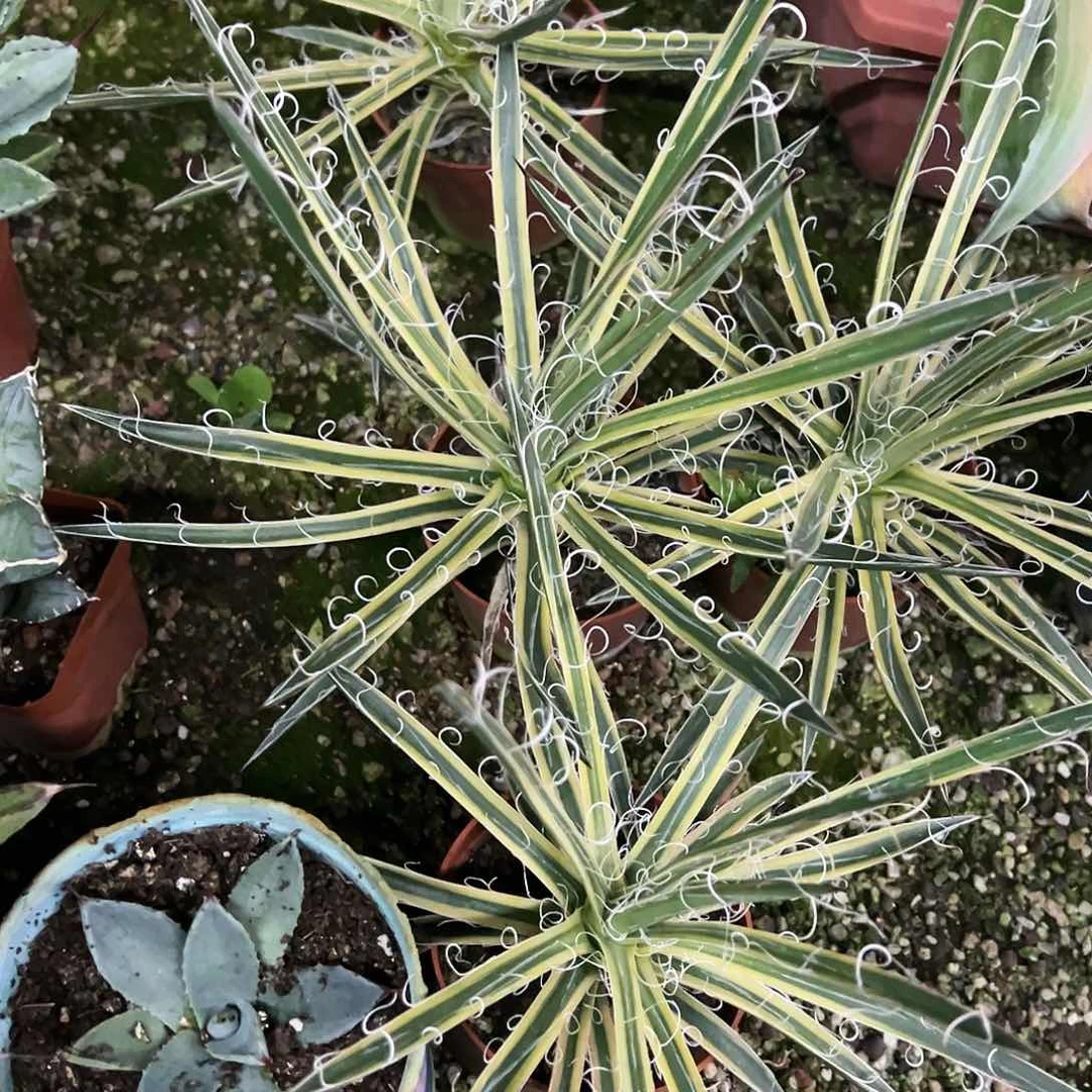 蔡*蔡泷之白丝腹轮锦植物