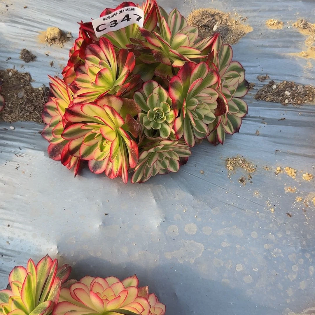 347红荔枝。多肉植物