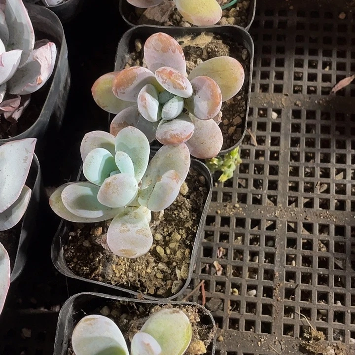 雪美人带盆土发货