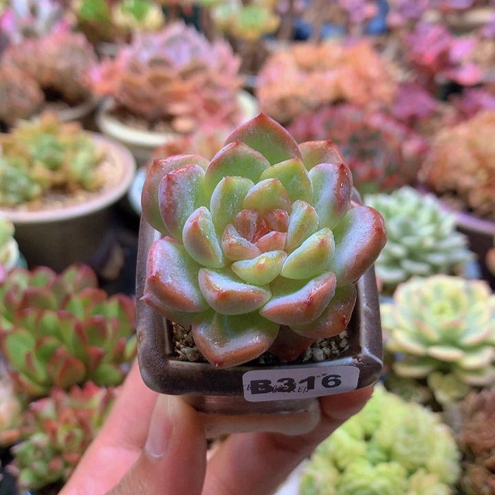 一物一拍含盆土满38包邮B316