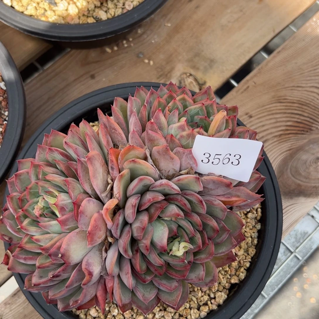 刚****坑3563多肉多多多多的