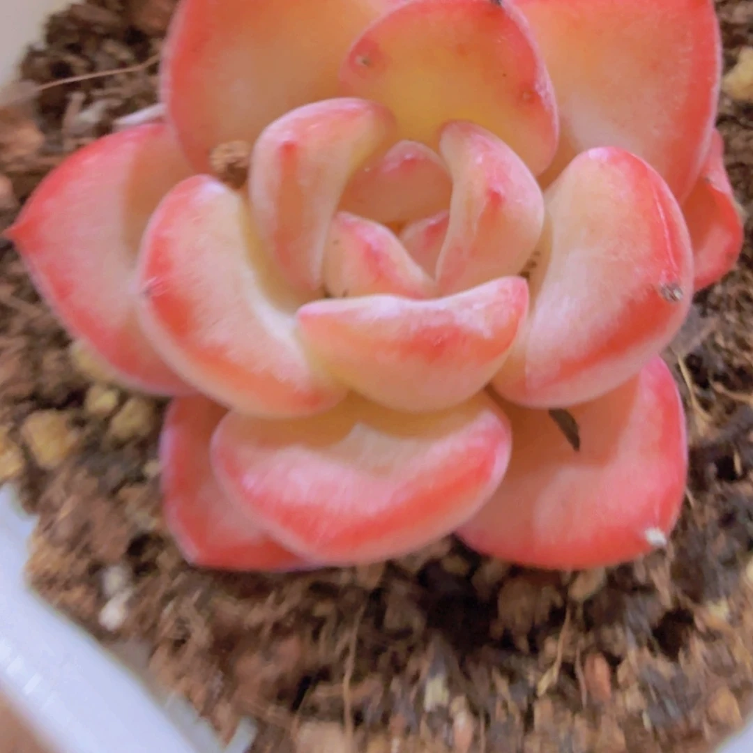 韩版奶油泡芙福利一颗