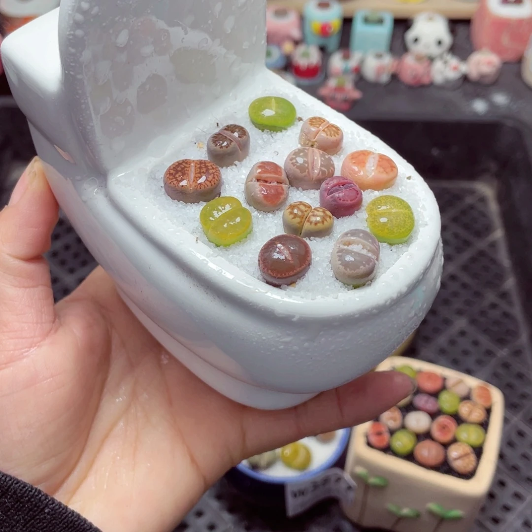 w3880 带盆土发货-零下地区拍保温箱