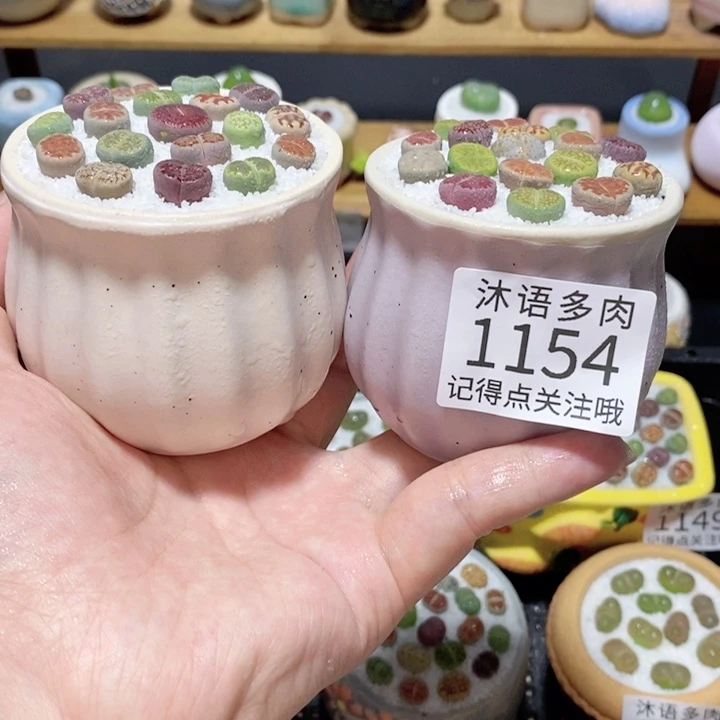 带盆土植物 精美盆栽1154