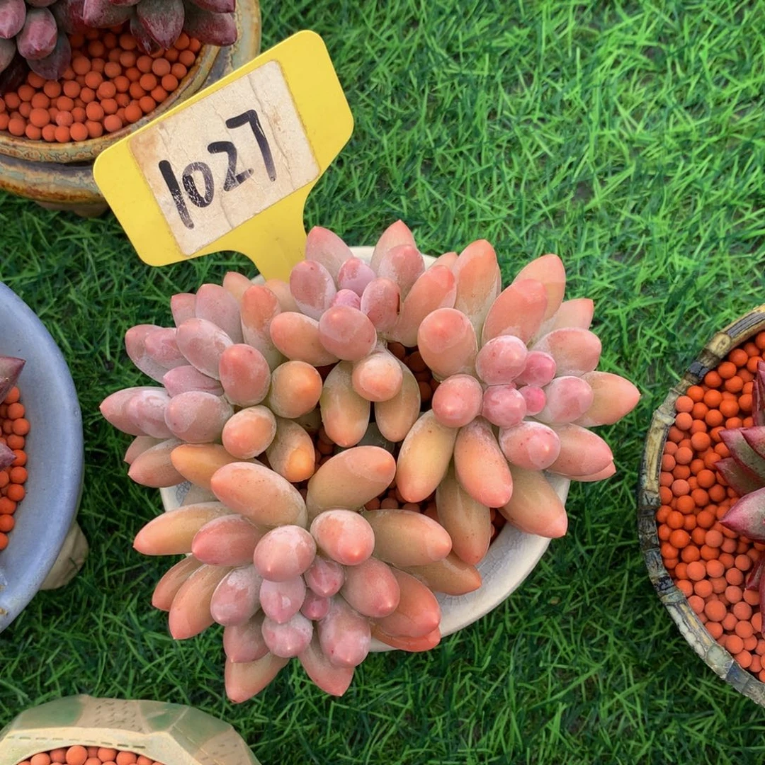 董***师汤圆多肉植物2626273737