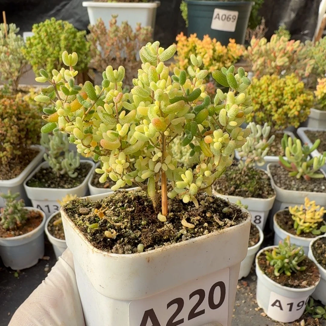 A220米粒阴阳拉丝锦