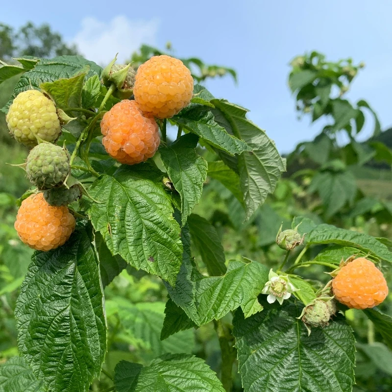 一元哥黄树莓苗果树苗1棵裸根苗无叶子当年结果盆栽地栽树莓树苗