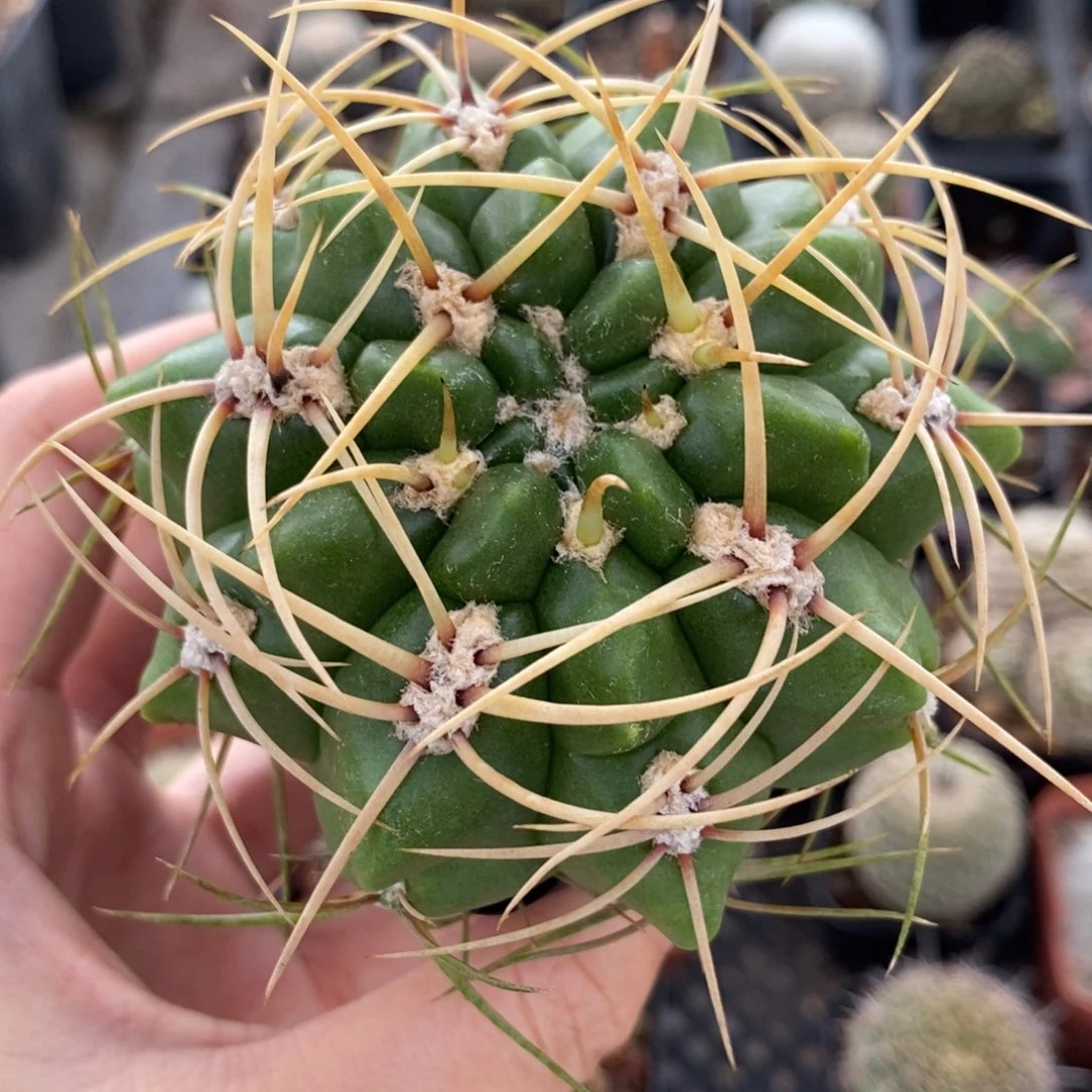 福利云龙植播园艺