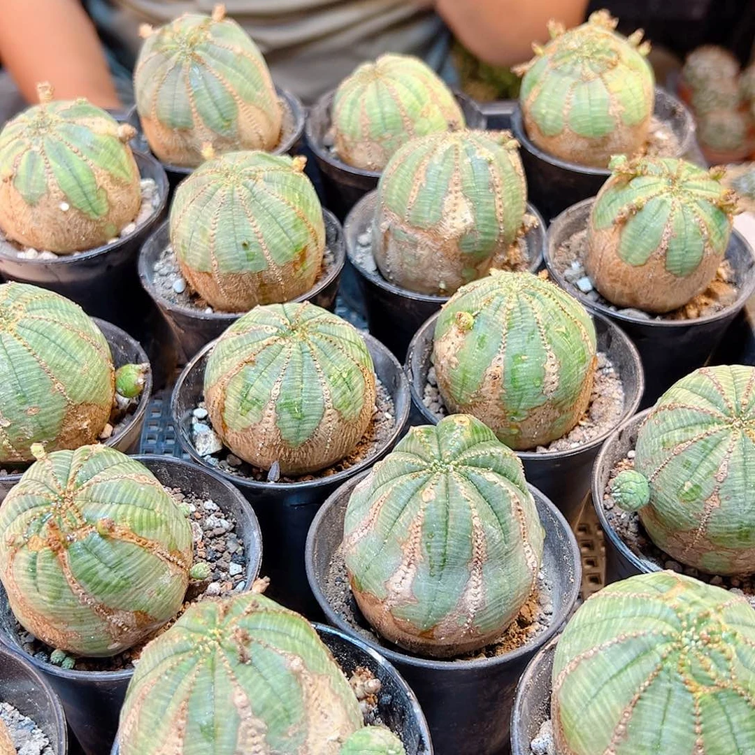 布纹球带锈带盆4.6公分根芽