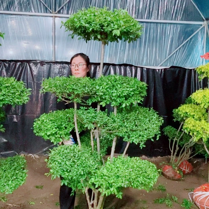 一物一拍一物一拍
