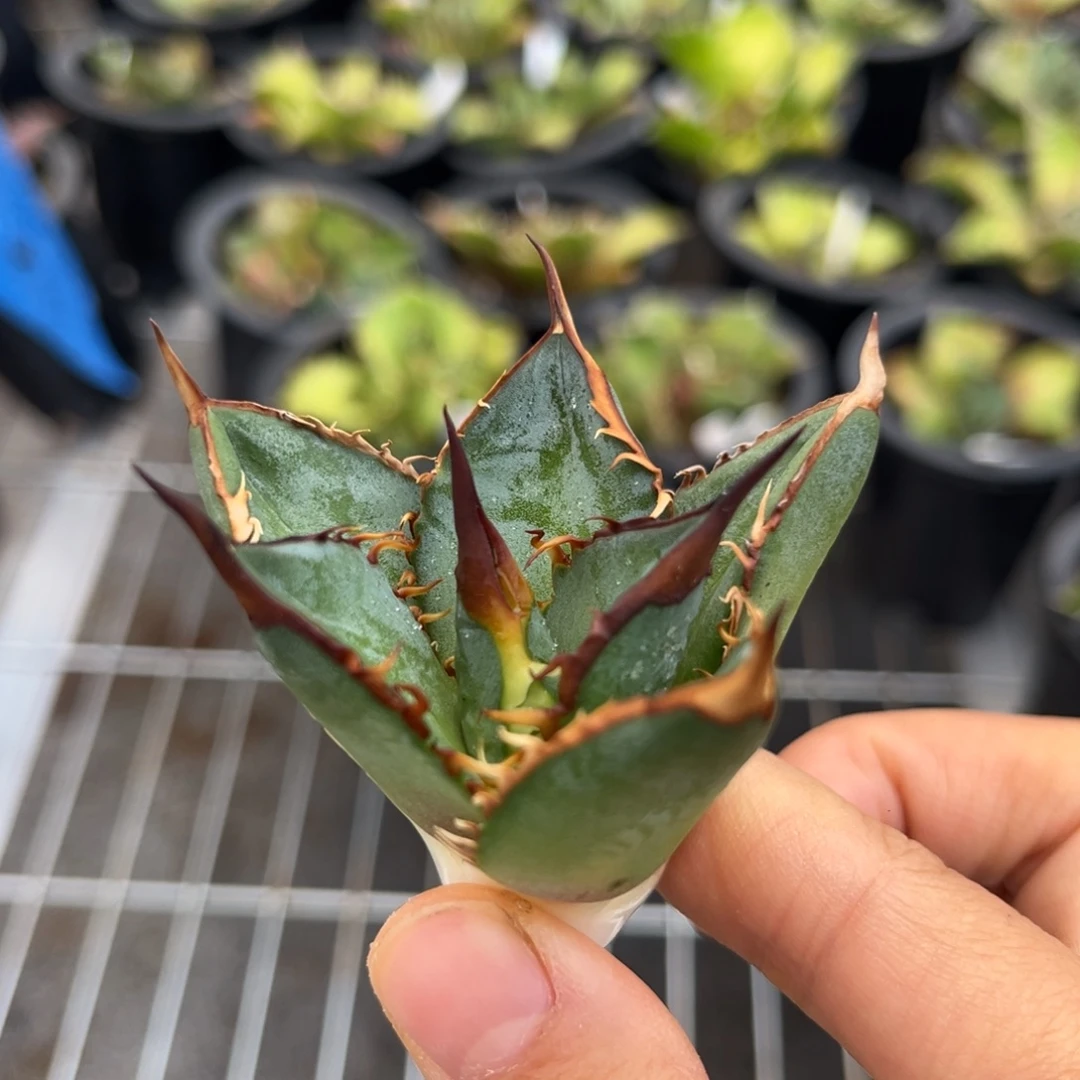 龙舌兰仁王冠芽子