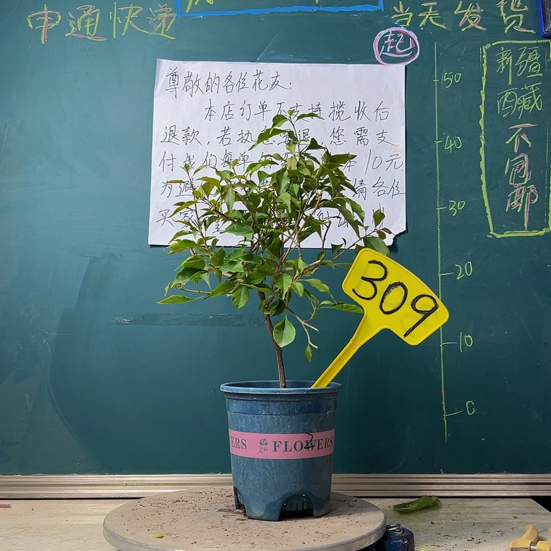 当前无花栽培后可以开花紫桑巴309