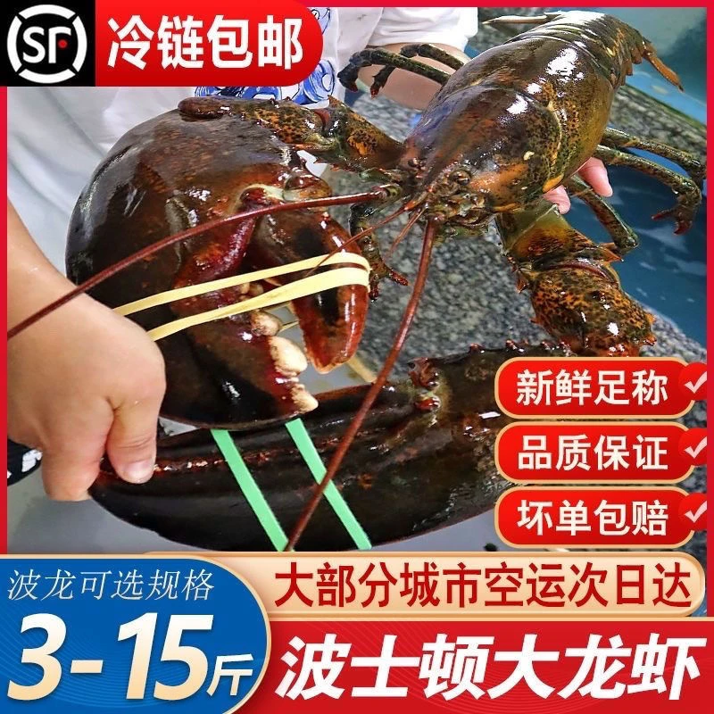 加拿大波士顿龙虾 液氮冷冻发货 手臂大虾巨大顺丰包邮 保肥保鲜