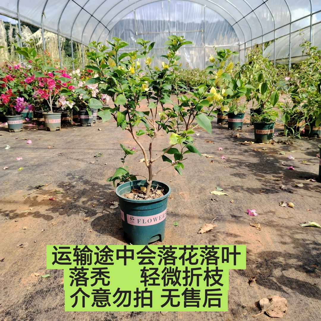 【苏瓦娜—芊源】运输途中会落花落叶落秃   不影响生长  介意勿拍