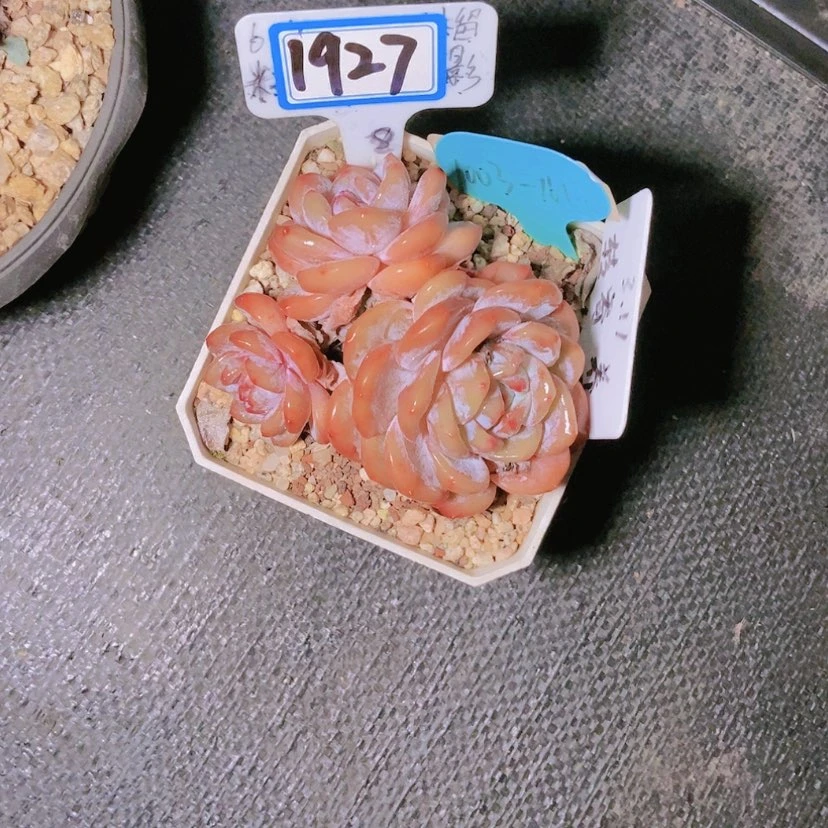 【闪购商品】小*灵1927