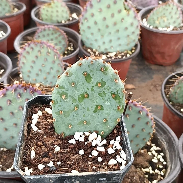 潮流植物小丽塔仙人掌侧芽叶片一颗刚长根