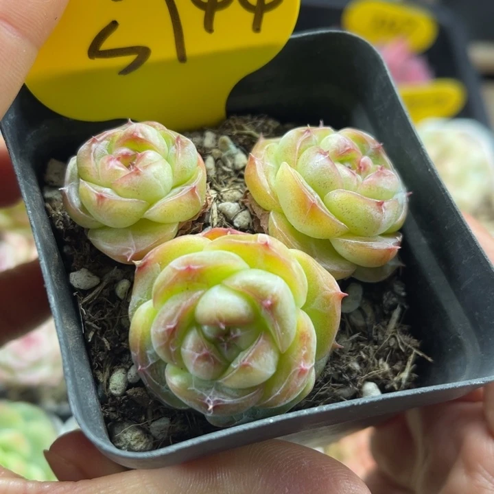 油透圆秃珍妮群5744