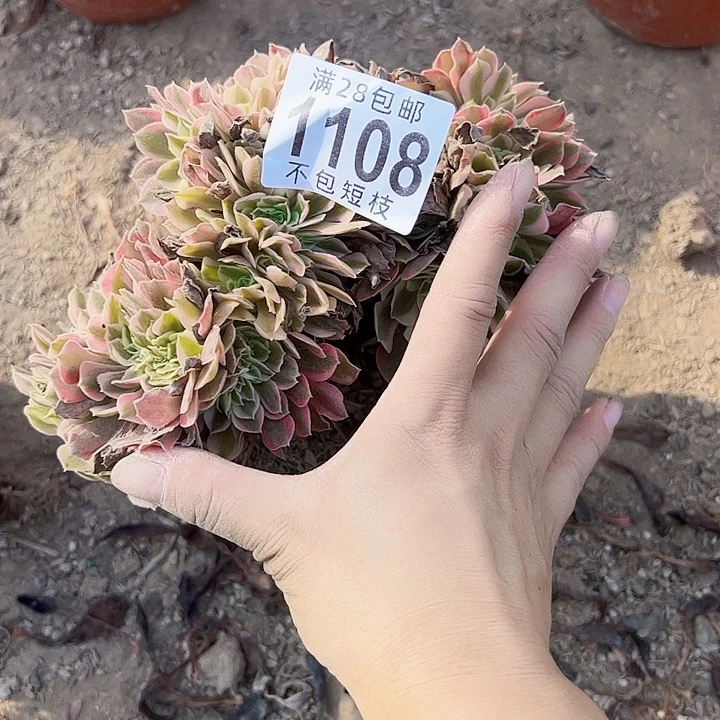 唯***依1108多肉植物法师法师