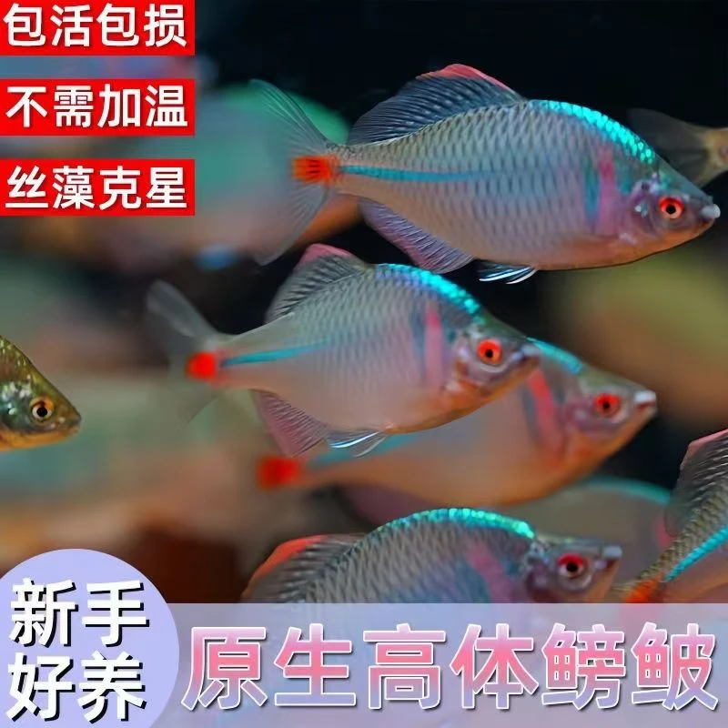 养不死的观赏鱼淡水七彩高体鳑鲏鱼冷水鱼好养耐活混养