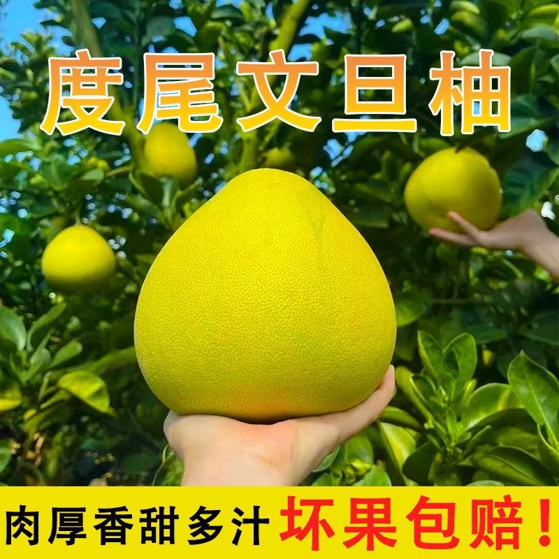 【尝鲜】福建仙游度尾文旦柚新鲜现摘红心蜜柚当季孕妇时令水果