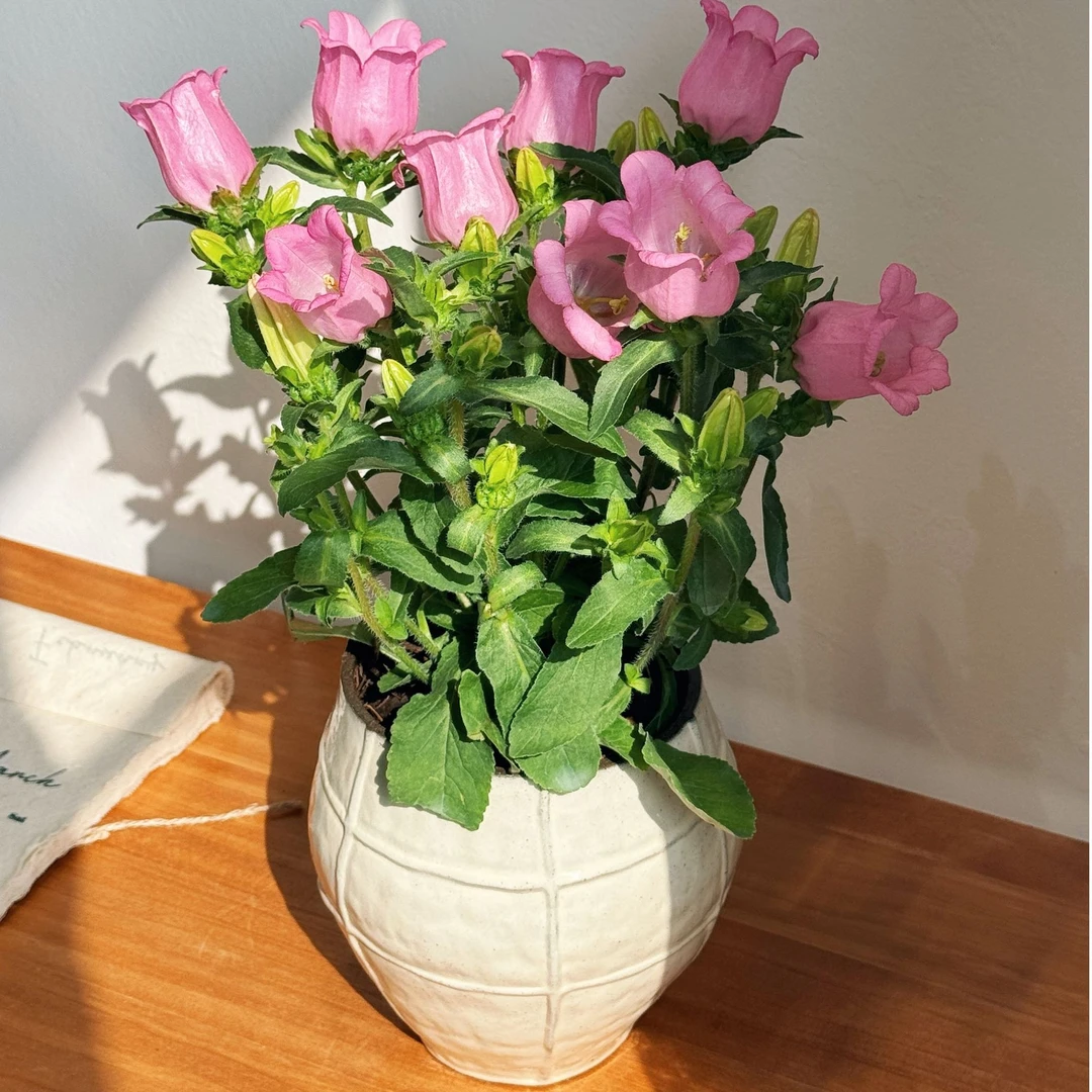 风铃花粉色铃铛风铃草带花苞绿植室内好养
