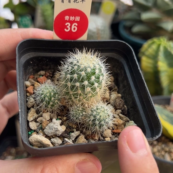 实生千鹤丸群一棵