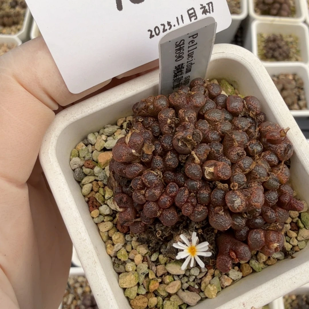 想***使多肉多肉多肉11-078
