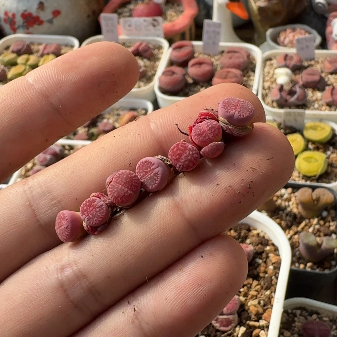 歆**愿K487恶魔果实紫日轮一年