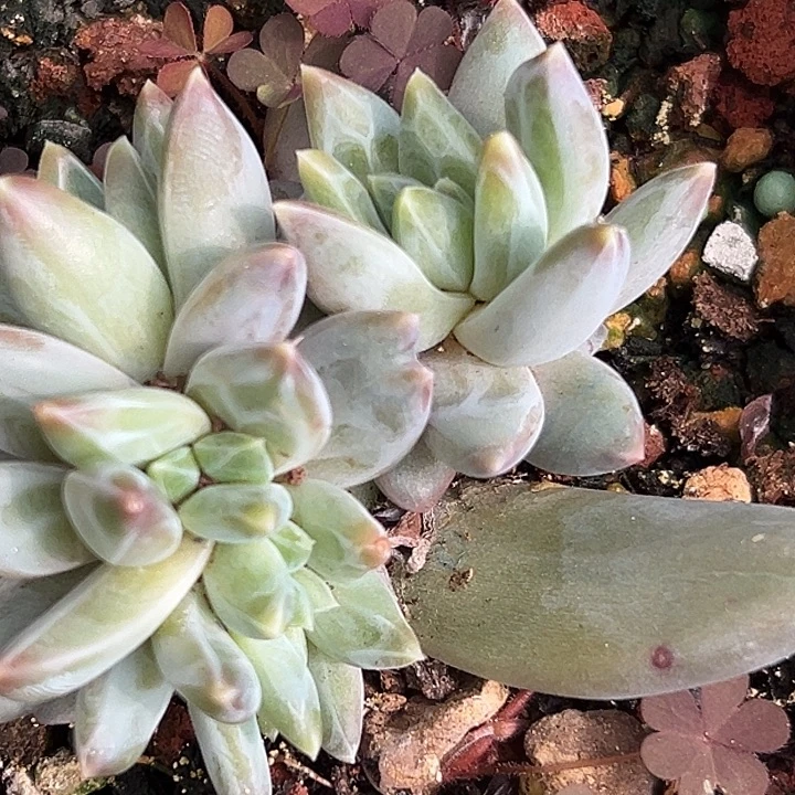 韦斯特曼带缀特价多肉