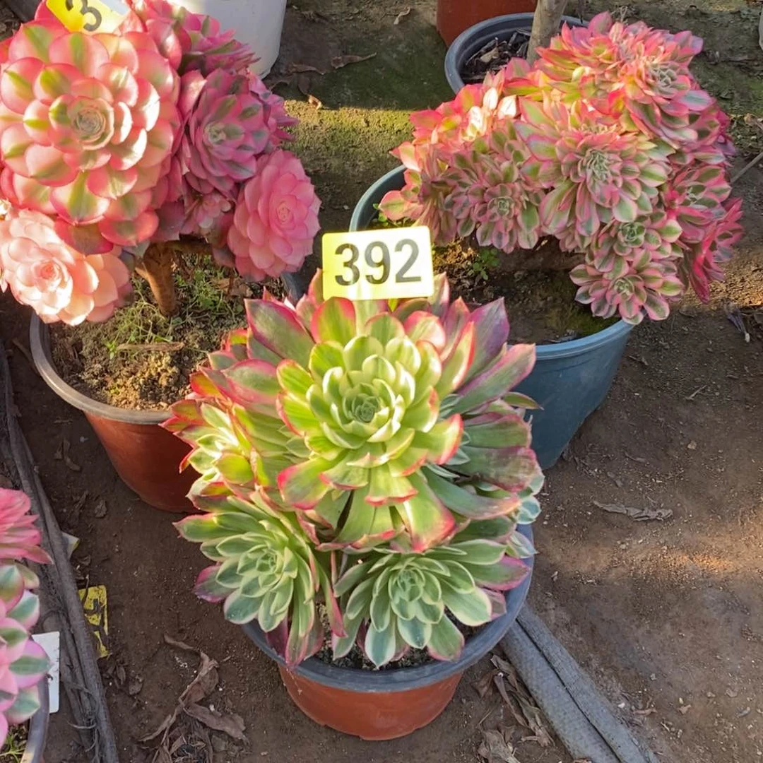 海王多肉法师392