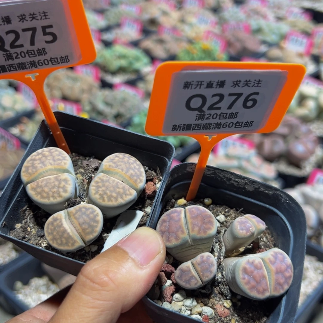 275.276 一物一拍，默认有伤，介意勿拍，不退不换