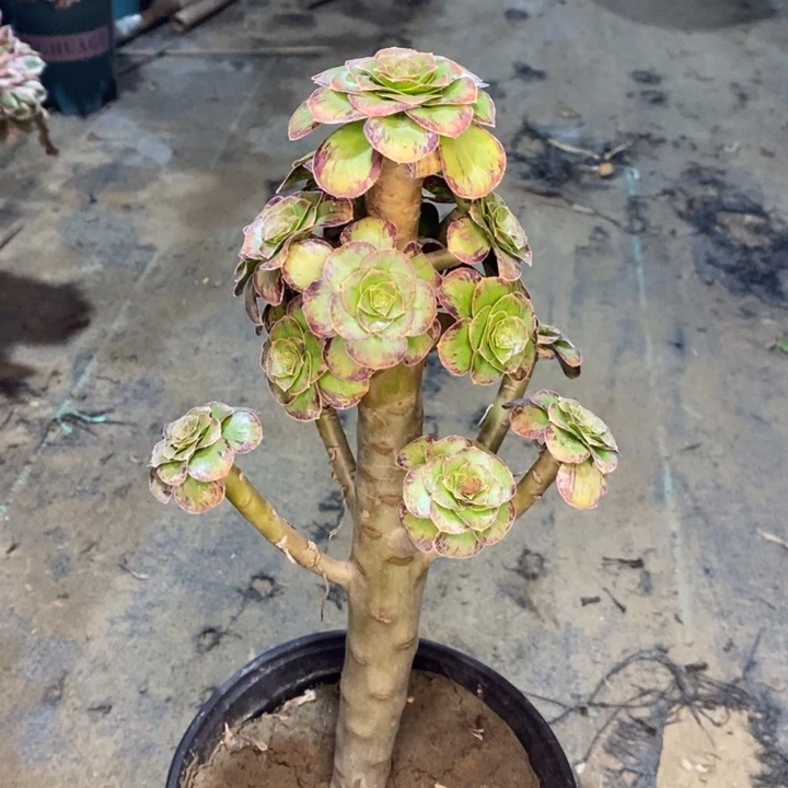 ｖ锦多肉植物27。